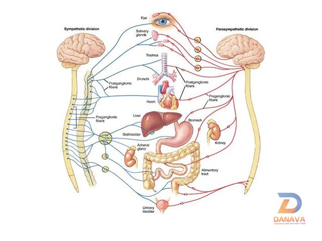 Sơ đồ hệ thần kinh con người