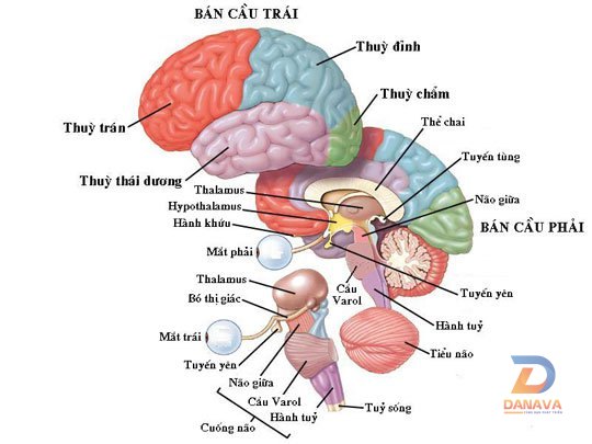 Cấu trúc não bộ