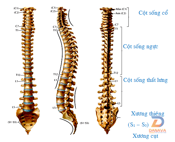 Giải phẫu cột sống